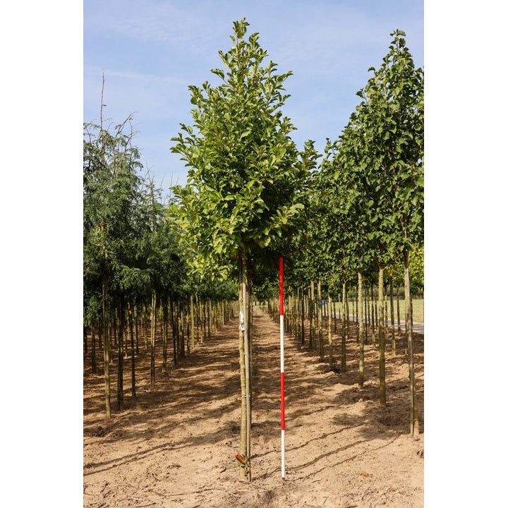 Hybridmagnolia - Magnolia loebneri 'Merrill' - Stammens omkrets 14-16 cm, höjd 3,5-4 meter, HS,